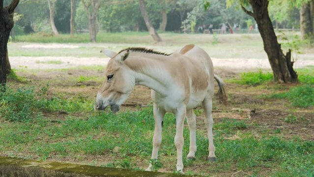 The Indian wild ass (Equus hemiones khur)