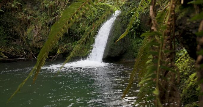 Waterfall with ferns and gren forest flowing into pond with clean mountain water.