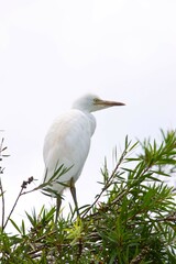 A White Egret Standing in a Callistemon Tree, Gympie, Australia
