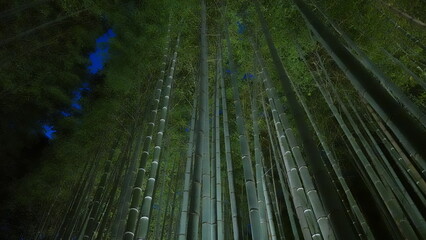 京都夜の竹林
