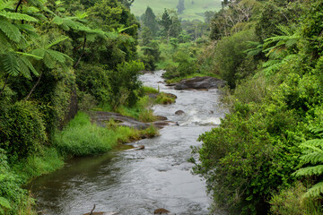 Experience the serene beauty of a rainforest river along the Old Palmerston Highway, Atherton...