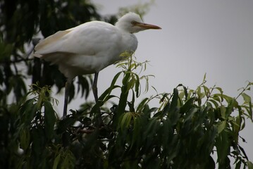 A White Egret in the Treetops, about to Fly, Gympie, Australia