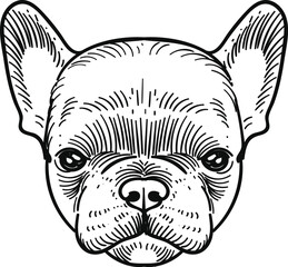 Vintage hand drawn sketch french bulldog puppy
head