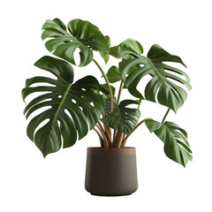 Lush green monstera deliciosa plant in a modern grey pot against a white background