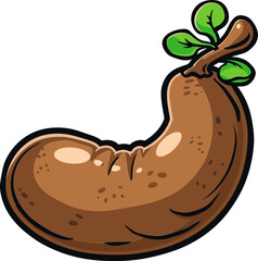 From Pod to Palate The Journey of Tamarind Fruit