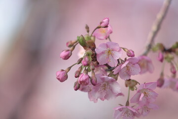 河津桜