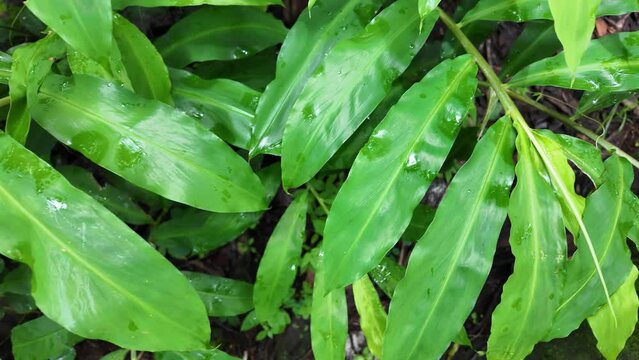 Wet wild zingiber zerumbet leaves after rain in the forest. Pinecone bitter shampoo ginger or lempuyang. The rhizome extracts have been used in herbal medicine and food flavoring in various cuisines.