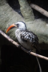 Fototapeta premium Northern red-billed hornbill -Tockus erythrorhynchus - tropical bird perched on a tree limb 