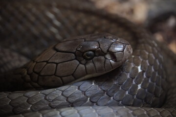 king cobra up close of head