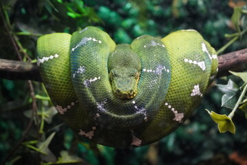 Emerald tree boa - Corallus caninus - They are found in lowland tropical rainforests in the...