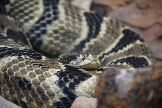 Timber Rattlesnake (Crotalus horridus) - Timber rattlesnakes are found in upland woods and rocky ridges in the eastern United States