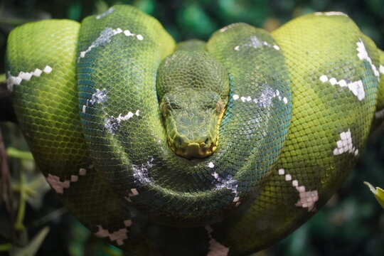 Emerald tree boa - Corallus caninus - They are found in lowland tropical rainforests in the Amazonian and Guianan regions of South America.