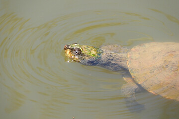 saw-shelled turtle gracefully swims in a serene creek amid Queensland rainforest