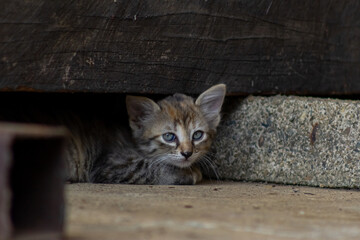 little kitten on the floor in the shade of a wooden house.