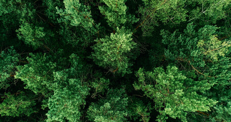 Green trees background pine woodland lush crowns