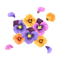 手書きのパンジーのイラスト