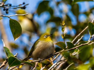 木の枝にとまるメジロ