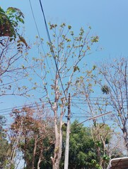 trees in the forest