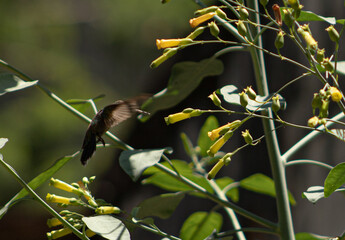 Secuencia de vuelo de Picaflor, colibri © camilysdla