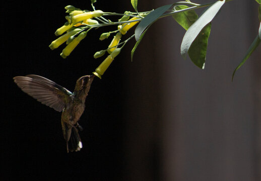 Secuencia de vuelo de Picaflor, colibri