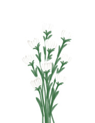 Fototapeta na wymiar White tulips in a vase 