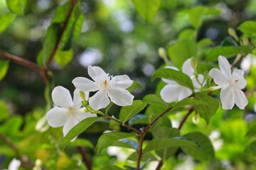 Jasminum sambac (Arabian jasmine or Sambac jasmine) is a species of jasmine native to tropical Asia, from the Indian subcontinent to Southeast Asia.