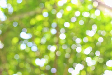 Obraz premium defocused abstract background of Blur park garden trees on nature background, blur green bokeh light outdoors on summer background