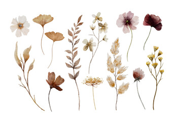 Watercolor Pressed Flower Collection