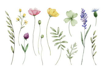 Watercolor Wild Flowers Elements