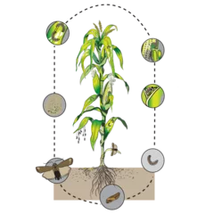 Fotobehang fall armyworm in maize scientific illustration © Manjurul