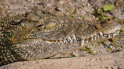 Cuban Crocodile
