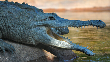 Freshwater Crocodile