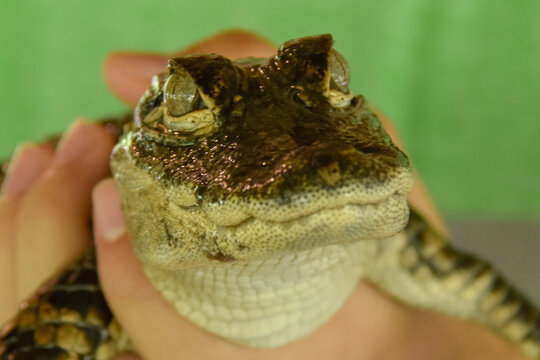 Caiman Crocodilus