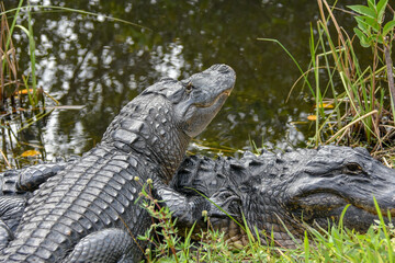 American Alligator