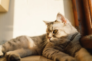 Portrait of a beautiful cat. Cute Cat Portrait. Happy Pet. Gray Scottish Straight cat sleeping.Home scene