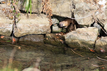 Weasel aiming for fish through the gap in the stone wall