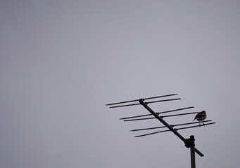 Bird perched on old television antenna and gray overcast sky.