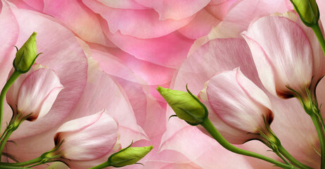 Roses  pink flowers. Floral spring background. Close-up. Nature.