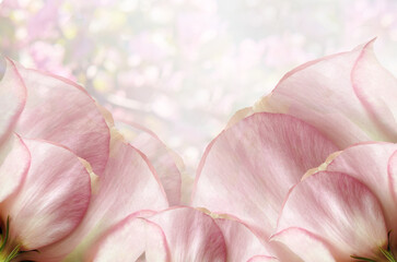 Petals  roses flowers. Floral spring background. Close-up. Nature.