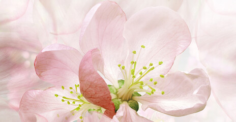 	
Beautiful pink apple blossom close-up. Floral background	

