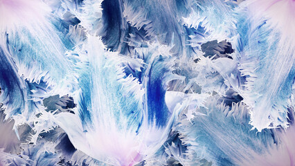 Сlose up of  blue  tulip petals, abstract natural floral background