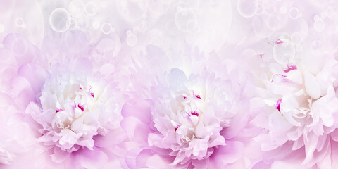 Holiday card with peony flowers. Floral background. Close-up. Nature.