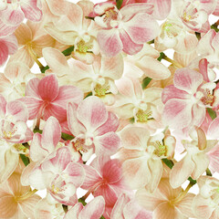 Phalaenopsis  flowers.  Floral background.  Closeup. Nature.