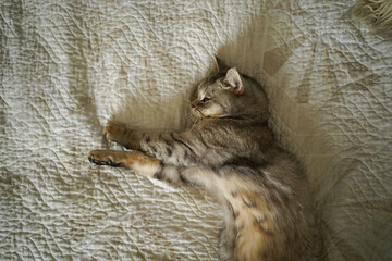 Portrait of a beautiful cat. Cute Cat Portrait. Happy Pet. Gray Scottish Straight cat sleeping.Home scene