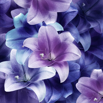 Beautiful  purple  lily flowers as a background, close-up.	
