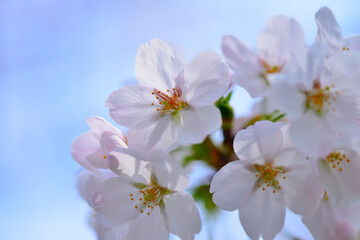 Sakura Close-up macro of cherry blossoms  桜のアップ画像