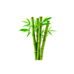 Fototapeta na wymiar Branches of bamboo isolated on white background.