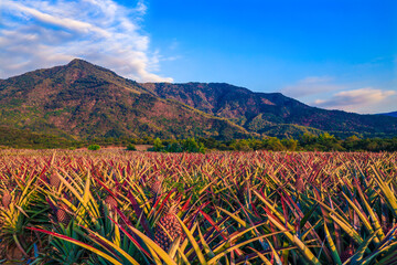 Vast pineapple fields, pastoral blue sky scenery, mountains and cloudscape form a beautiful and...
