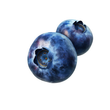 Blueberry isolated on a white background.