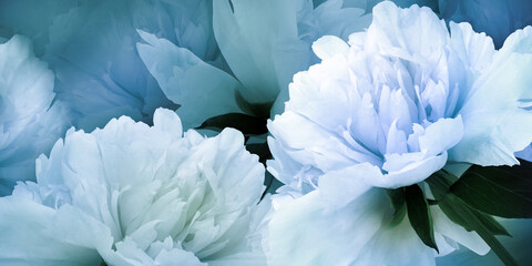 Floral spring background.  Peonies flowers and petals flowers. Close-up.  Greeting card.  Nature.